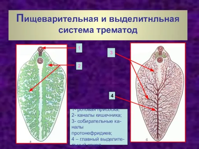 Пищеварительная и выделитнльная система трематод 1 2 3 4 1- ротовая