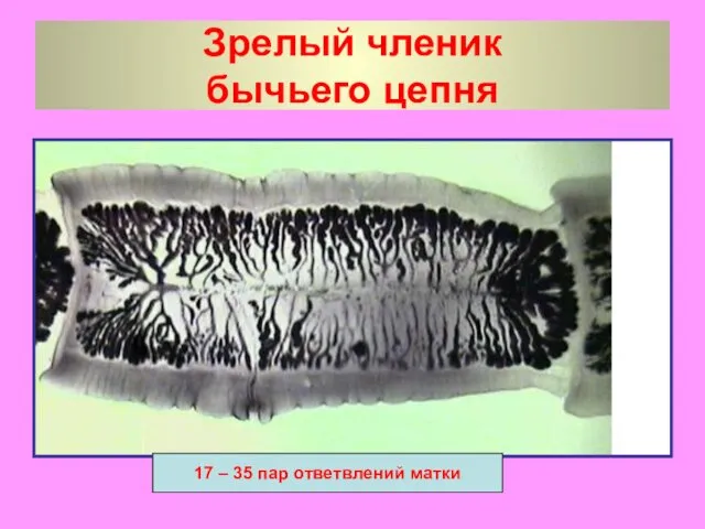 Зрелый членик бычьего цепня 17 – 35 пар ответвлений матки