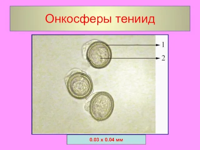 Онкосферы тениид 0.03 х 0.04 мм