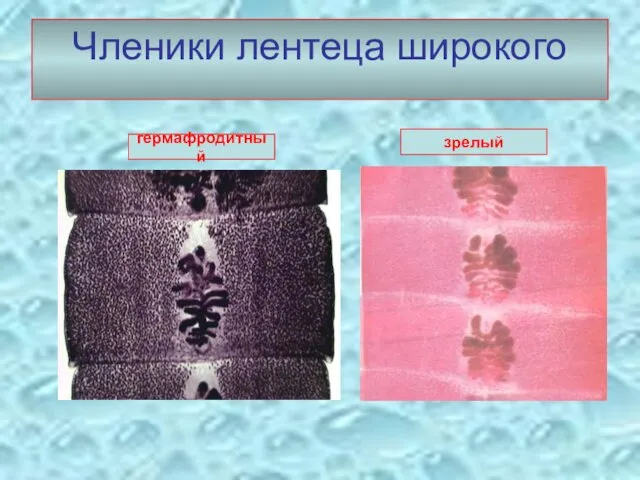 Членики лентеца широкого гермафродитный зрелый