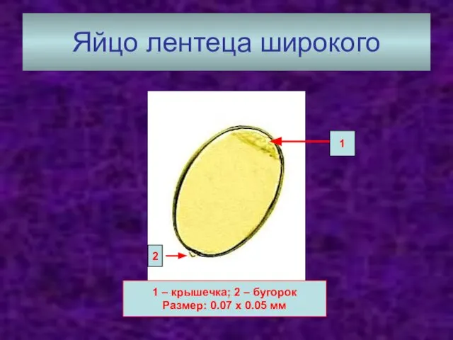 Яйцо лентеца широкого 1 2 1 – крышечка; 2 – бугорок Размер: 0.07 х 0.05 мм