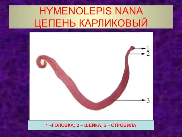 HYMENOLEPIS NANA ЦЕПЕНЬ КАРЛИКОВЫЙ 1 –ГОЛОВКА; 2 – ШЕЙКА; З - СТРОБИЛА