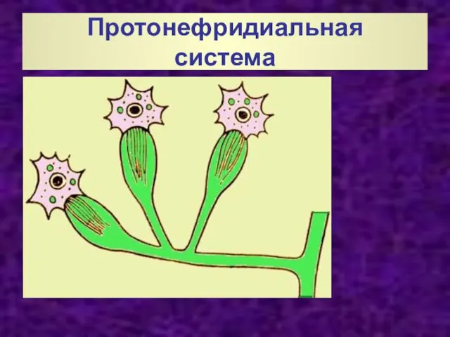 Протонефридиальная система