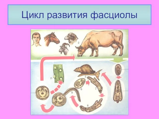 Цикл развития фасциолы