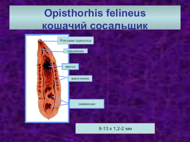 Opisthorhis felineus кошачий сосальщик Ротовая присоска кишечник матка желточник семеннии 8-13 х 1,2-2 мм