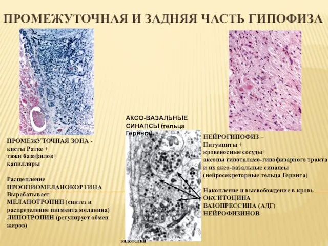 ПРОМЕЖУТОЧНАЯ И ЗАДНЯЯ ЧАСТЬ ГИПОФИЗА ПРОМЕЖУТОЧНАЯ ЗОНА - кисты Ратке +