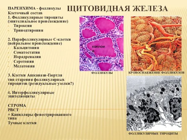 ЩИТОВИДНАЯ ЖЕЛЕЗА ПАРЕНХИМА - фолликулы Клеточный состав 1. Фолликулярные тироциты (эпителиальное