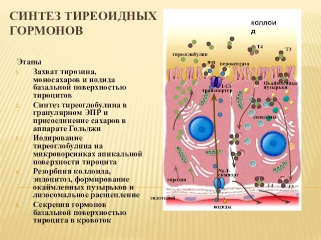 СИНТЕЗ ТИРЕОИДНЫХ ГОРМОНОВ Этапы Захват тирозина, моносахаров и иодида базальной поверхностью