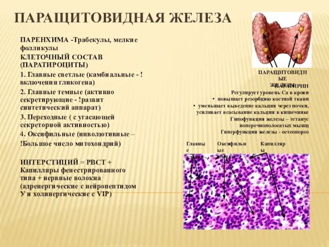 ПАРАЩИТОВИДНАЯ ЖЕЛЕЗА ПАРЕНХИМА -Трабекулы, мелкие фолликулы КЛЕТОЧНЫЙ СОСТАВ (ПАРАТИРОЦИТЫ) 1. Главные