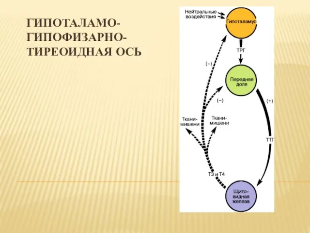 ГИПОТАЛАМО-ГИПОФИЗАРНО-ТИРЕОИДНАЯ ОСЬ