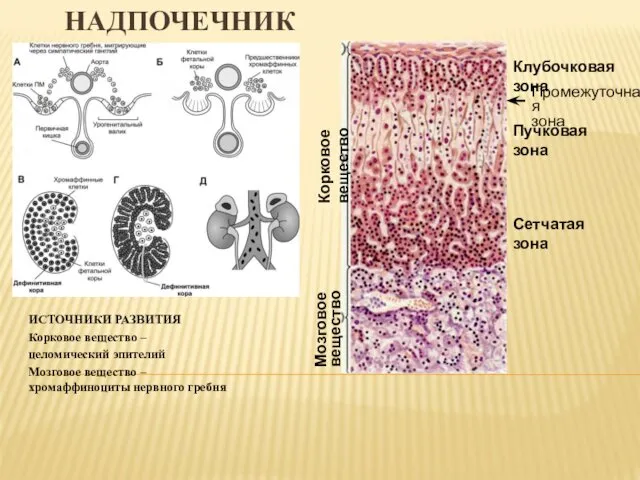 НАДПОЧЕЧНИК ИСТОЧНИКИ РАЗВИТИЯ Корковое вещество – целомический эпителий Мозговое вещество –
