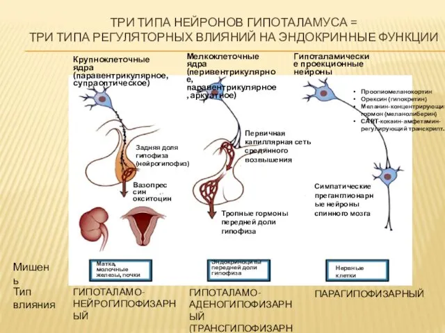 ТРИ ТИПА НЕЙРОНОВ ГИПОТАЛАМУСА = ТРИ ТИПА РЕГУЛЯТОРНЫХ ВЛИЯНИЙ НА ЭНДОКРИННЫЕ