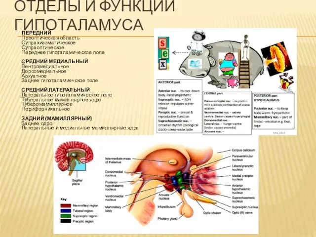 ОТДЕЛЫ И ФУНКЦИИ ГИПОТАЛАМУСА ПЕРЕДНИЙ Преоптическая область Супрахиазматическое Супраоптическое Переднее гипоталамическое