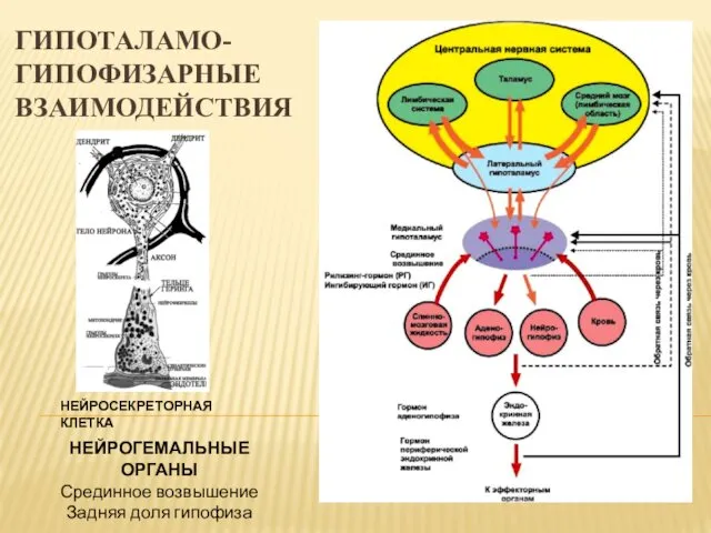 ГИПОТАЛАМО-ГИПОФИЗАРНЫЕ ВЗАИМОДЕЙСТВИЯ НЕЙРОСЕКРЕТОРНАЯ КЛЕТКА НЕЙРОГЕМАЛЬНЫЕ ОРГАНЫ Срединное возвышение Задняя доля гипофиза