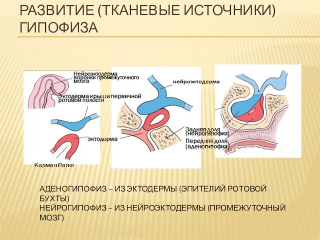 РАЗВИТИЕ (ТКАНЕВЫЕ ИСТОЧНИКИ) ГИПОФИЗА АДЕНОГИПОФИЗ – ИЗ ЭКТОДЕРМЫ (ЭПИТЕЛИЙ РОТОВОЙ БУХТЫ)