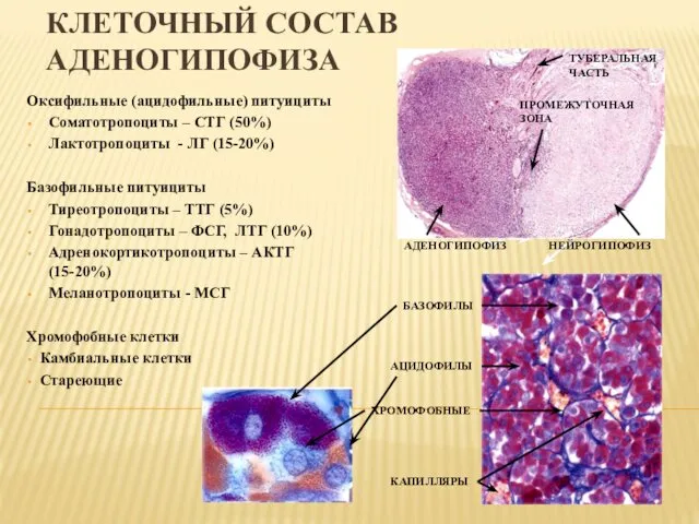 КЛЕТОЧНЫЙ СОСТАВ АДЕНОГИПОФИЗА Оксифильные (ацидофильные) питуициты Соматотропоциты – СТГ (50%) Лактотропоциты