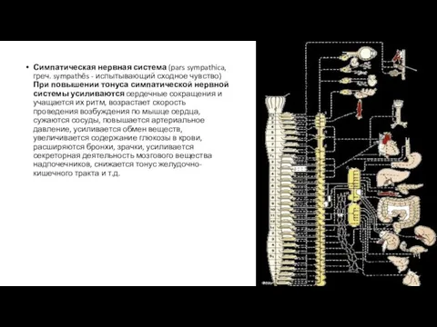 Симпатическая нервная система (pars sympathica, греч. sympathēs - испытывающий сходное чувство)