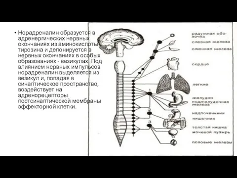 Норадреналин образуется в адренергических нервных окончаниях из аминокислоты тирозина и депонируется