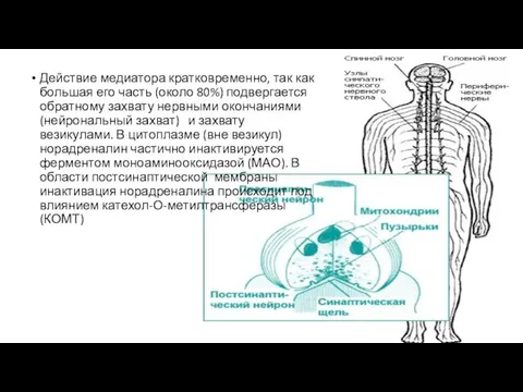 Действие медиатора кратковременно, так как большая его часть (около 80%) подвергается