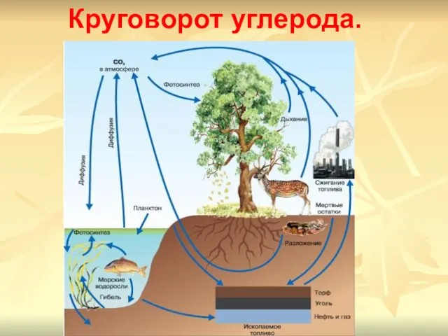 Круговорот углерода.