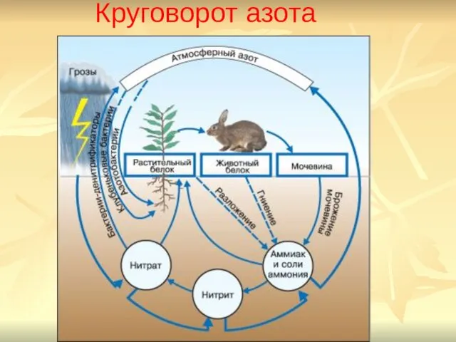 Круговорот азота