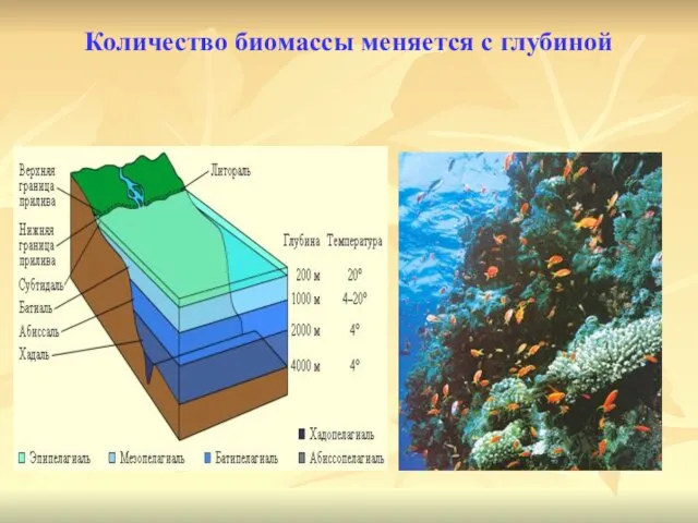 Количество биомассы меняется с глубиной