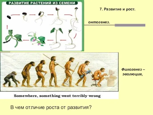 7. Развитие и рост. Филогенез – эволюция, онтогенез. В чем отличие роста от развития?