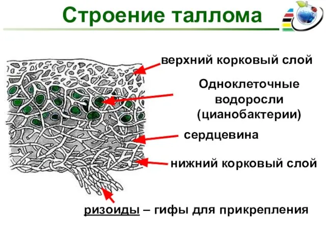 Строение таллома