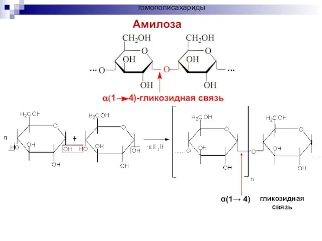 α(1→ 4) гликозидная связь гомополисахариды