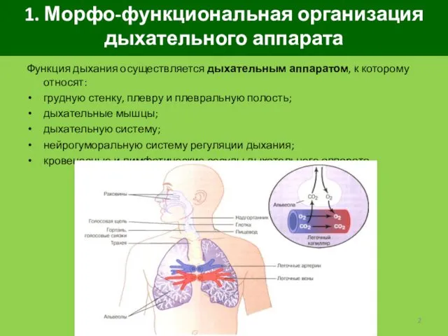 1. Морфо-функциональная организация дыхательного аппарата Функция дыхания осуществляется дыхательным аппаратом, к