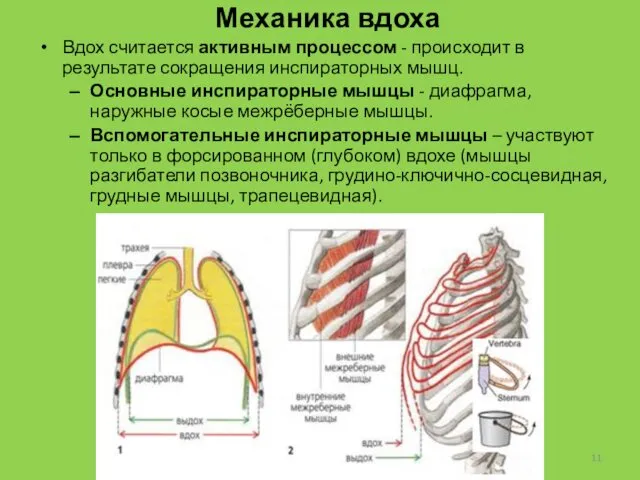 Механика вдоха Вдох считается активным процессом - происходит в результате сокращения