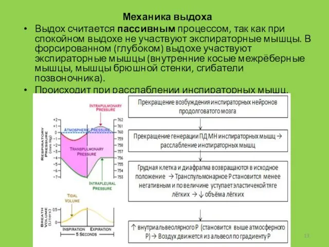 Механика выдоха Выдох считается пассивным процессом, так как при спокойном выдохе