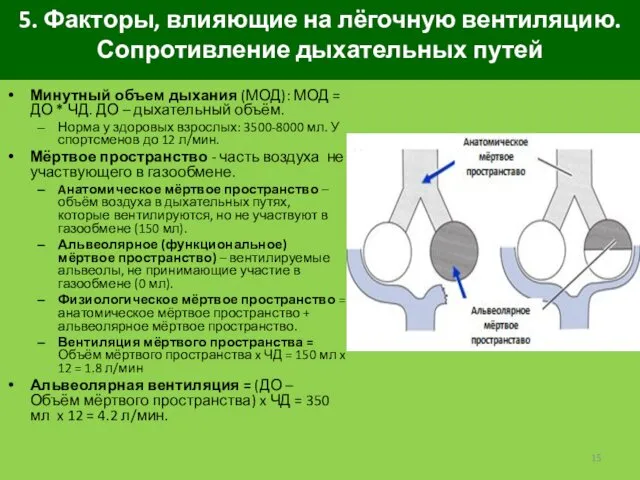 5. Факторы, влияющие на лёгочную вентиляцию. Сопротивление дыхательных путей Минутный объем