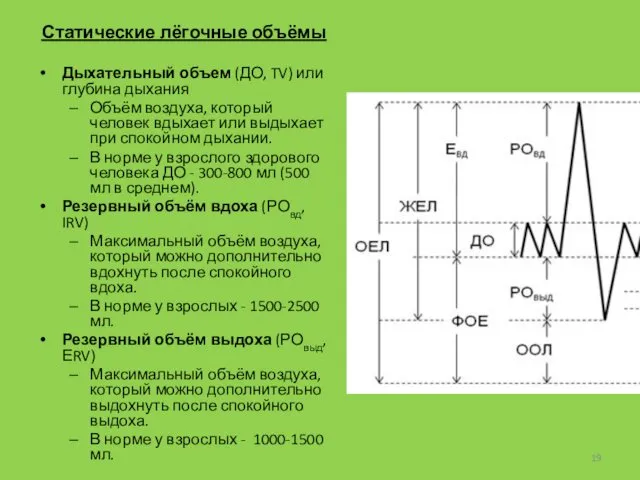 Статические лёгочные объёмы Дыхательный объем (ДО, TV) или глубина дыхания Объём