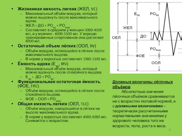 Жизненная емкость легких (ЖЕЛ, VC) Максимальный объём воздуха, который можно выдохнуть