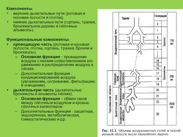 Компоненты: верхние дыхательные пути (ротовая и носовая полости и глотка); нижние