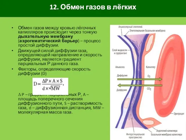 12. Обмен газов в лёгких Обмен газов между кровью лёгочных капилляров