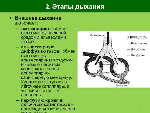 2. Этапы дыхания Внешнее дыхание включает: вентиляцию – обмен газов между