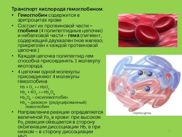 Транспорт кислорода гемоглобином. Гемоглобин содержится в эритроцитах крови Состоит их протеиновой