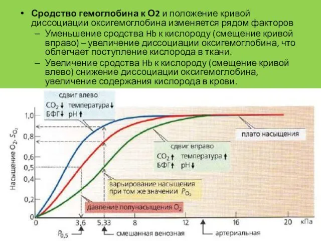 Сродство гемоглобина к О2 и положение кривой диссоциации оксигемоглобина изменяется рядом