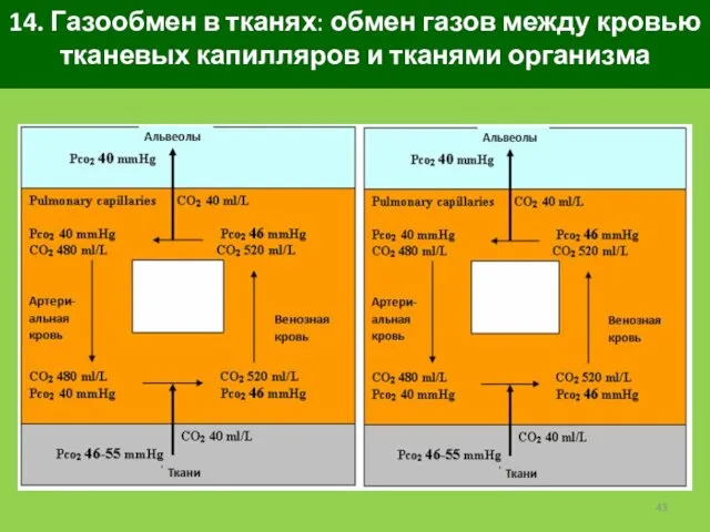 14. Газообмен в тканях: обмен газов между кровью тканевых капилляров и тканями организма