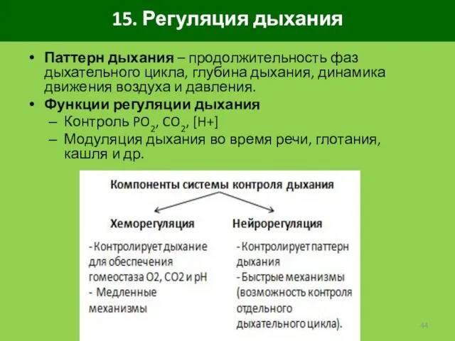 15. Регуляция дыхания Паттерн дыхания – продолжительность фаз дыхательного цикла, глубина