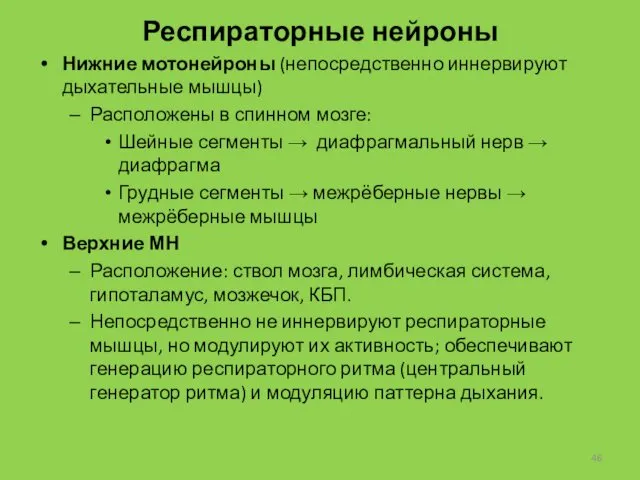 Респираторные нейроны Нижние мотонейроны (непосредственно иннервируют дыхательные мышцы) Расположены в спинном