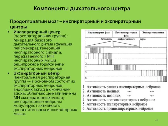 Инспираторный центр (дорсолатеральнвя группа): генерация базового дыхательного ритма (функция пейсмекера); генерация