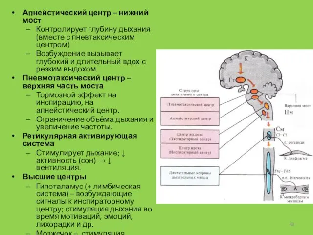 Апнейстический центр – нижний мост Контролирует глубину дыхания (вместе с пневтаксическим