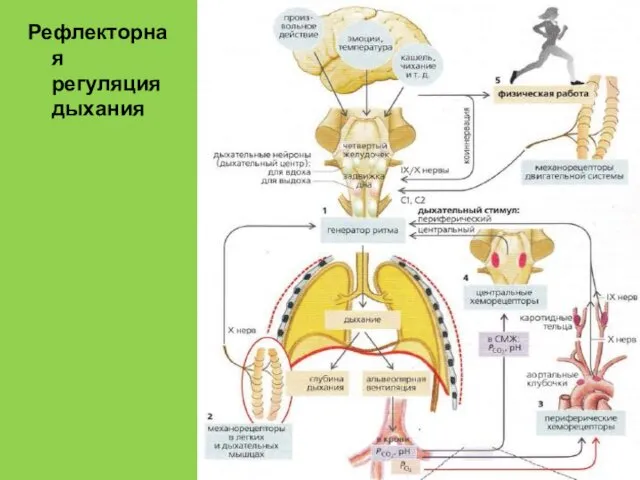 Рефлекторная регуляция дыхания