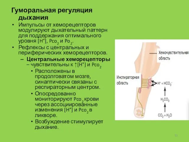 Гуморальная регуляция дыхания Импульсы от хеморецепторов модулируют дыхательный паттерн для поддержания