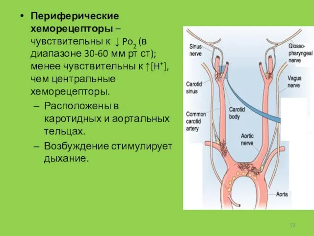 Периферические хеморецепторы – чувствительны к ↓ Po2 (в диапазоне 30-60 мм