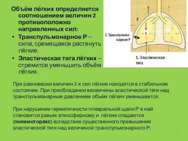 Объём лёгких определяется соотношением величин 2 противоположно направленных сил: Транспульмонарное Р