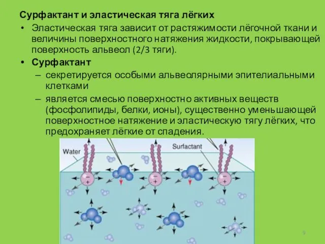 Сурфактант и эластическая тяга лёгких Эластическая тяга зависит от растяжимости лёгочной